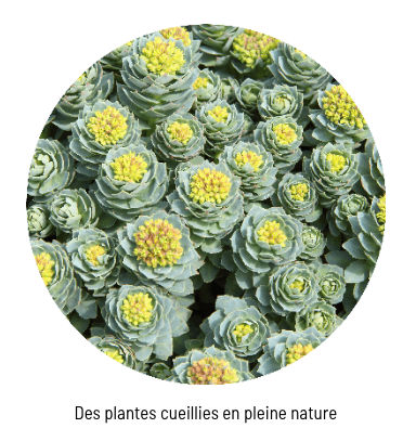 Rhodiola Rosea + Safran